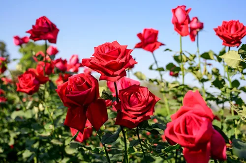 Vista 8 de 5 semillas de flores perennes de arbustos de rosa rosa roja