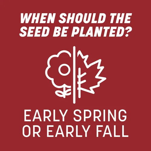 Vista 12 de Pennington Smart Seed Raigrás perenne 3 libras