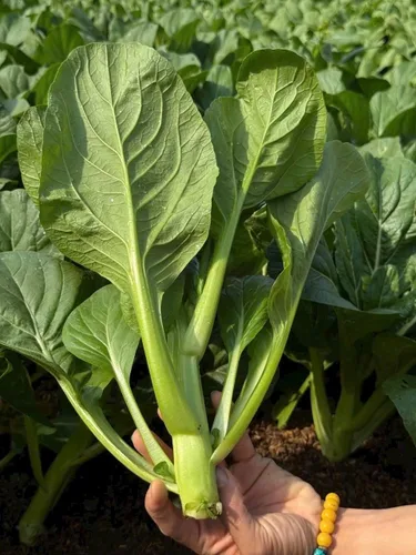 Vista 8 de 4000 semillas de Choy Sum de alta calidad – Cải Ngồng – Yu Choy – Semillas de col china en flor – Sin OMG, reliquia, tasa de germinación del 99%