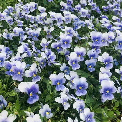 Vista 7 de Más de 200 semillas de pensamiento para plantar, semillas de flor de viola perenne de colores mixtos, semillas de pensamiento sin OMG para jardín