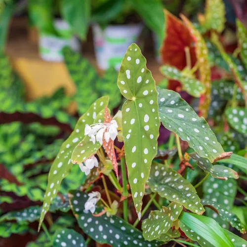Vista 4 de Begonia - Planta viva para exteriores, puede crecer como begonia llorona, planta de floración de rápido crecimiento y fácil cuidado