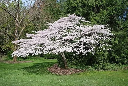 Vista 5 de Live Akebono Cherry Blossom Tree (6 ''-10 '' de alto) - Flor de cerezo para jardinería - Not Ship AZ & CA