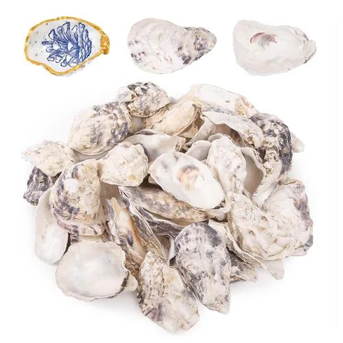Vista 7 de QEQEKAKA 25 conchas de ostras cóncavas de 2 a 3 pulgadas para manualidades, conchas de ostras naturales a granel, para relleno de jarrones