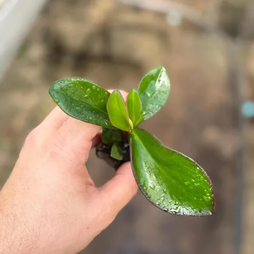 Vista 5 de Peperomia Ecuador Live Plant - Pet-Safe Indoor Decor