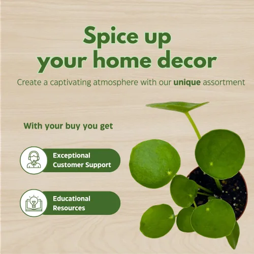 Vista 6 de BubbleBlooms Planta de dinero chino Pilea Peperomioides en maceta de 2 pulgadas