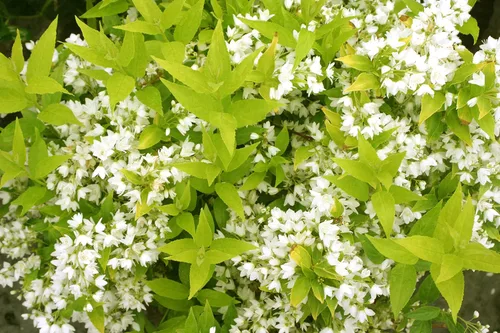Vista 2 de Chardonnay perlas Deutzia, color blanco planta de floración en 2 Galón Pot – Deutzia Gracilis "perlas Chardonnay