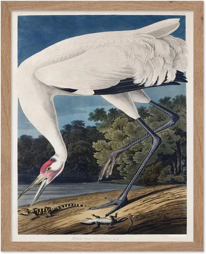 Vista 133 de Poster Master Póster vintage de James Audubon – Impresión retro de amargo americano – Arte de aves de América – Regalo para hombres, mujeres