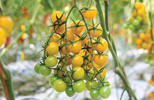 Vista 4 de Más de 100 semillas de tomate cereza amarilla enana de patio, variedad súper dulce, semillas de jardín