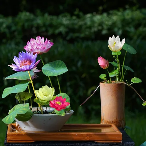 Vista 5 de 12+ Piezas Semillas de Loto para Cuenco de Bonsái, Semillas de Planta de Flor de Lirio Acuático con Floración, Semillas de Jardín Frescas Acuáticas