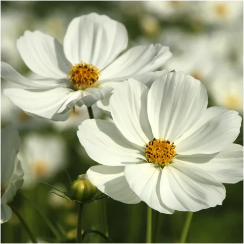 Vista 2 de Seed Needs Purity Cosmos Seeds para plantar flores anuales cortadas blancas 1 paquete