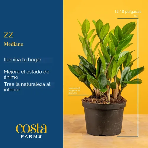 Vista 4 de Costa Farms ZZ Zamioculcas Zamiifolia, planta de interior, 12 pulgadas de alto, maceta decorativa blanca natural.