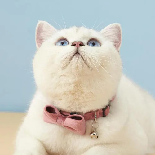 Vista 6 de Love Dream Collar de gato con pajarita y campanas, paquete de 2 collares de terciopelo de seguridad para gatitos con pajarita extraíble para gatos