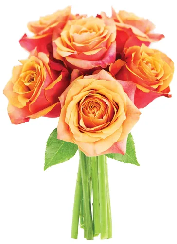 Vista 24 de KaBloom - Rosas arcoíris (media docena)- Flores frescas para cumpleaños, San Valentín y Día de la Madre