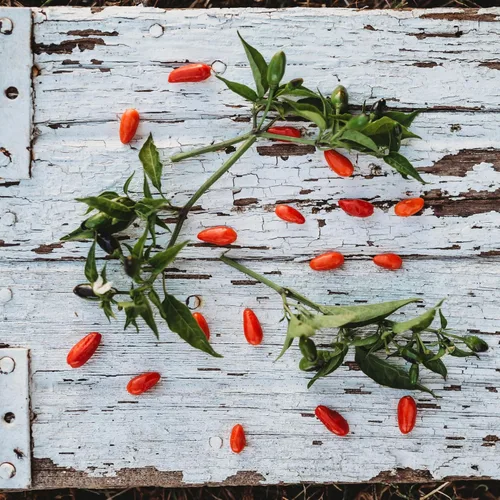 Vista 2 de Chili Pequin Pepper - 25 semillas de pimiento Pequin, Thresh Seed Co.