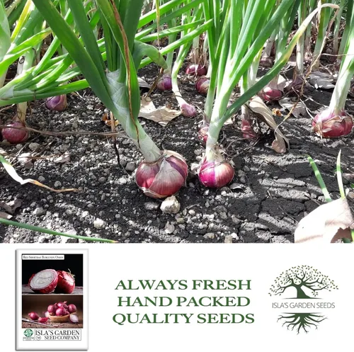 Vista 4 de Semillas de cebolla de color burdeos Red Shortday – Más de 300 semillas tradicionales sin OMG de Isla's Garden Seeds, sabor dulce y suave, ideal
