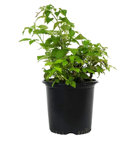 Vista 4 de Rubus 'Chester' (Thornless Blackberry) Arbusto comestible, mora, #2 - Contenedor de tamaño Blackberry - Chester