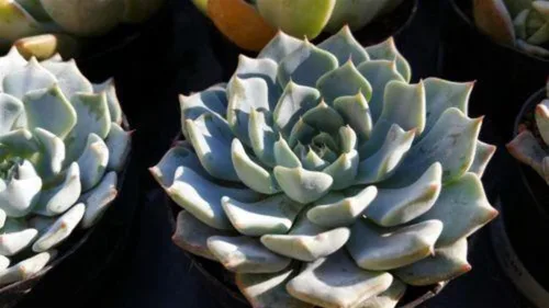 Vista 3 de Echeveria azulita Cactus Cactus Suculenta Planta Real Viva