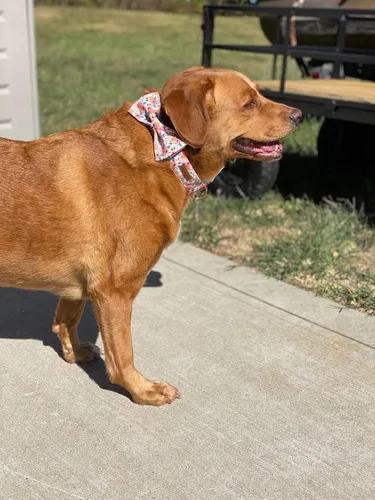 Vista 6 de Unique style paws - Collar para perros con corbatín, collar ajustable para perros y gatos, pequeño, mediano y grande