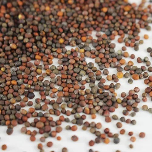 Vista 2 de Mountain Valley Seed Co Waltham 29 semillas de brócoli sin OMG reliquia a granel
