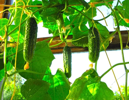 Vista 2 de Semillas de pepino de interior F1 Semillas para plantar en interiores Planta anual de 10 semillas