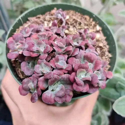 Vista 4 de Plantas suculentas de cactus vivos de USKC (maceta de 2 pulgadas Echeveria Colorata)