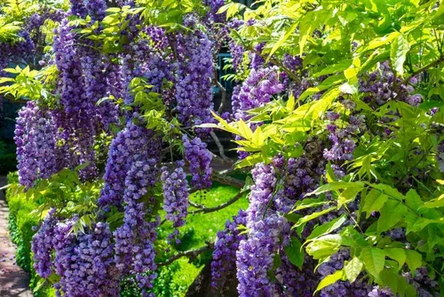 Vista 2 de 10 semillas de glicina americana para plantar - Wisteria frutescens