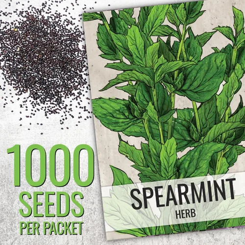Vista 3 de Seed Needs - Paquete variado de 2 semillas de menta y hierbabuena