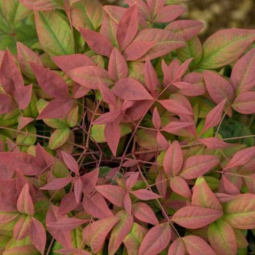 Vista 4 de Blooming & Beautiful - Blush Pink Nandina - 3 gal - Southern Living - Arbusto de hoja perenne enana - Follaje de color rosa - Compacto de bajo