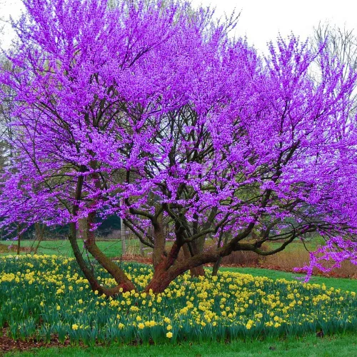 Vista 9 de Árbol Redbud oriental rosa morado, 7-13 pulgadas de alto