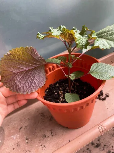 Vista 6 de Gaea's Blessing Semillas de Shiso coreanas (Perilla), semillas tradicionales sin OMG con instrucciones de siembra fáciles de seguir, perilla