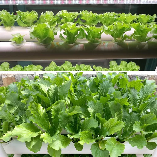 Vista 5 de Sistema de cultivo hidropónico NFT de 36 agujeros con ciclo especial de sincronización de fertilizantes, kit de plantas de jardín de tubería de PVC