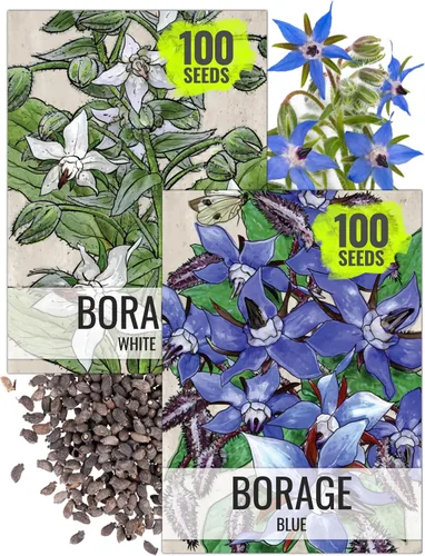 Vista 11 de Seed Needs Shiso - Semillas de hierbas variadas, paquete de 2 sin OMG y perilla de reliquia