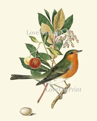 Vista 4 de LoveThePrint Beautfiul - Juego de 4 impresiones artísticas de pared de pájaros, bosque antiguo, al aire libre, naturaleza, ciencias naturales