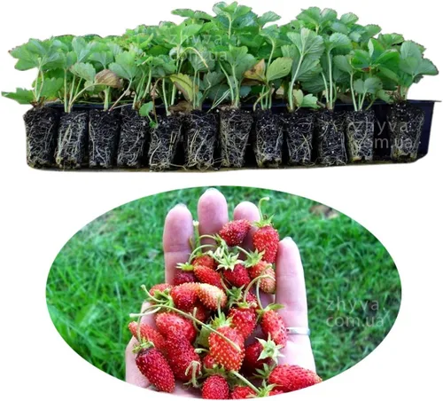 Vista 3 de Semillas Alpine Strawberry Aleksandria Red Everbearing Bayas de interior Frutas para plantar sin OMG