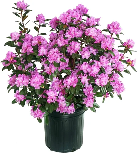Vista 11 de Rododendro 'Aglo' (Rododendro) Perenne, flores rosas, #2 - Tamaño Contenedor