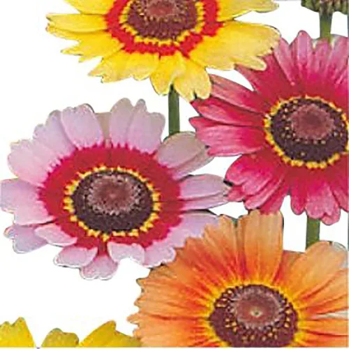 Vista 2 de Semillas de Margarita Pintadas - Chrysanthemum Carinatum - 2500 Semillas