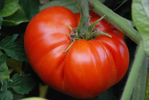 Vista 6 de Semillas Red Giant Beefsteak Tomate - Vegetales tradicionales - Sin OGM