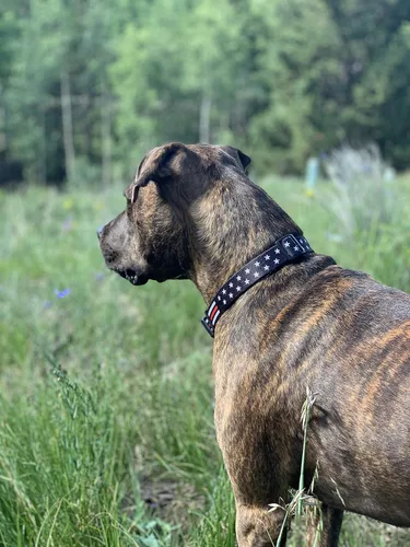 Vista 3 de Collar de perro de línea roja fina - estrellas (tamaño pequeño)
