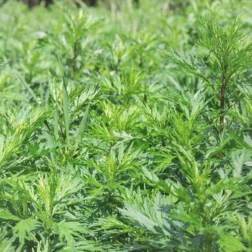 Vista 5 de Jovvily Hoja de artemisa cortada y tamizada - 4 oz - Té de hierbas - Sin aditivos