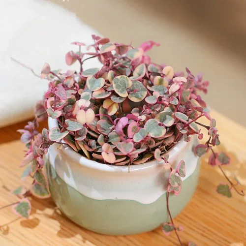 Vista 3 de Cadena de corazones abigarrados Plant Live, Ceropegia Woodii Variegata, en maceta de 2.5 pulgadas, vid suculenta rara para macetas colgantes