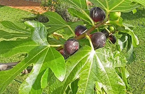 Vista 2 de Violet De Burdeos Negronne - Planta comestible de higos - Ficus carica - Dulce - Planta viva de 2 años