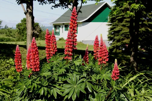 Vista 4 de Semillas Lupin Red Giant Tall Perenne Jardín Cortado Flores para Plantar No OGM