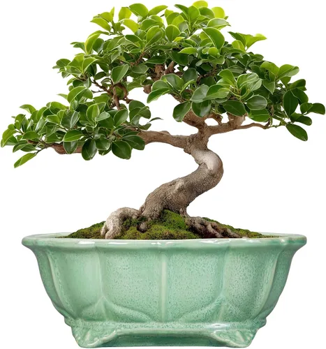 Vista 30 de Macetas suculentas de 11 pulgadas, macetas de cerámica para bonsái con orificio de drenaje, maceta bonsái para plantas de interior y exterior