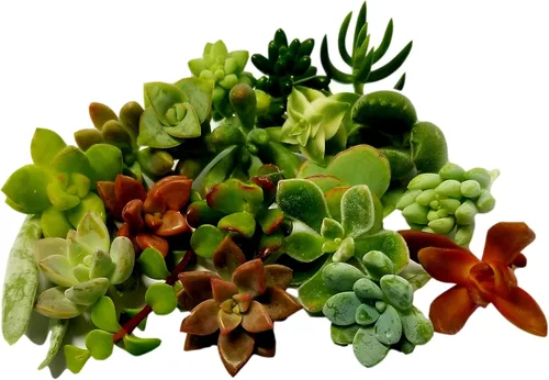 Vista 5 de 25 mini esquejes de suculentas vivas surtidas, no hay 2 suculentas iguales, ideales para terrarios, mini jardines y como plantas de inicio. Plantas
