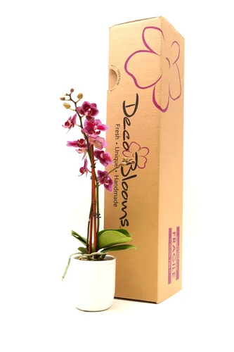 Vista 2 de DecoBlooms Orquídea morada prémium de 3 pulgadas (maceta moderna incluida), cultivada en los Estados Unidos, decoración del hogar con flores frescas