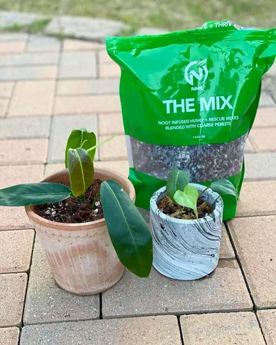 Vista 3 de Mezcla de tierra para macetas Noot para plantas de interior y de casa – 1 galón – Orquídea, suculenta, cactus, aroid, planta de casa, Monstera