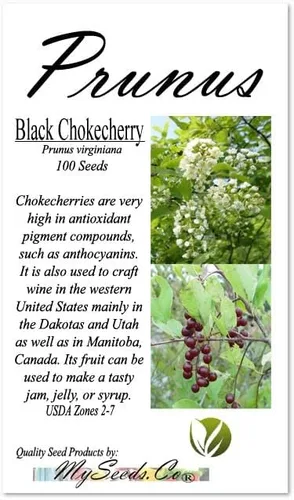 Vista 4 de Prunus virginiana (Chokecherry negro) Semilla de árbol, flores blancas fragantes, frutos rojos oscuros brillantes o negruzcos, elige