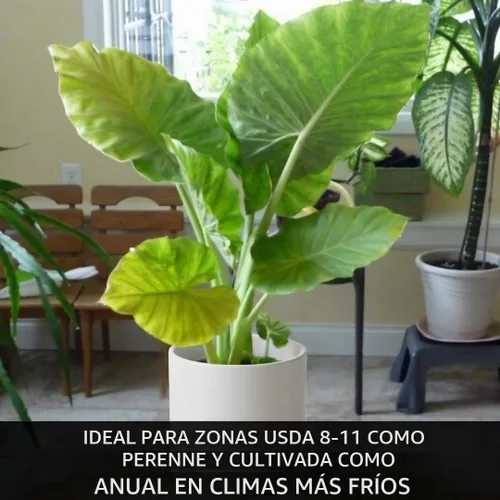 Vista 5 de Oreja de elefante gigante (3 bombillas) Colocasia Esculenta - Hermosos bulbos, tropicales