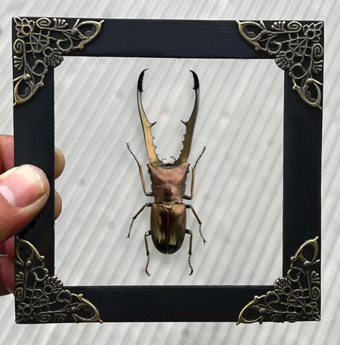 Vista 33 de 2 Real Dragonfly Specimens Shadow Box Framed Insect Display Oddities Curiosities Entomology Collection Natural History Wall Decor Gift for Nature