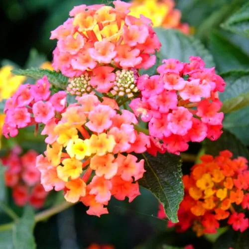 Vista 7 de 2 plantas Lantana vivas, en maceta, color rosa brillante, plantas vivas para plantar al aire libre, plantas Lantana arrastradas, planta Lantana